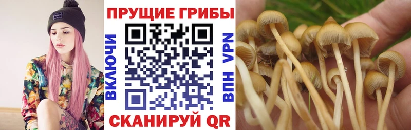 Галлюциногенные грибы Psilocybine cubensis  Куровское 